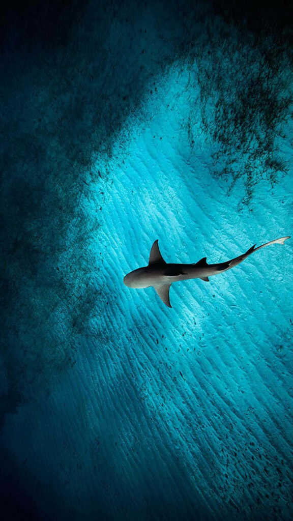 Stunning Shark Wallpaper: Graceful Swim in Crystal-Clear Ocean