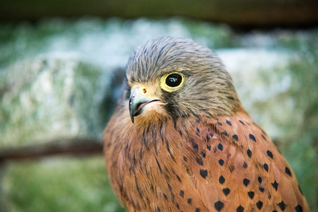Close-up of sharp-eyed falcon with brown and black feathers and vivid yellow-ringed eyes wallpaper