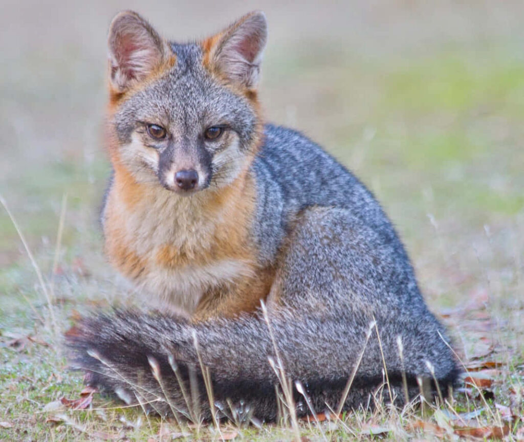 Sharp-Eyed Grey Fox Wallpaper: Ready to Hunt in Lush Nature
