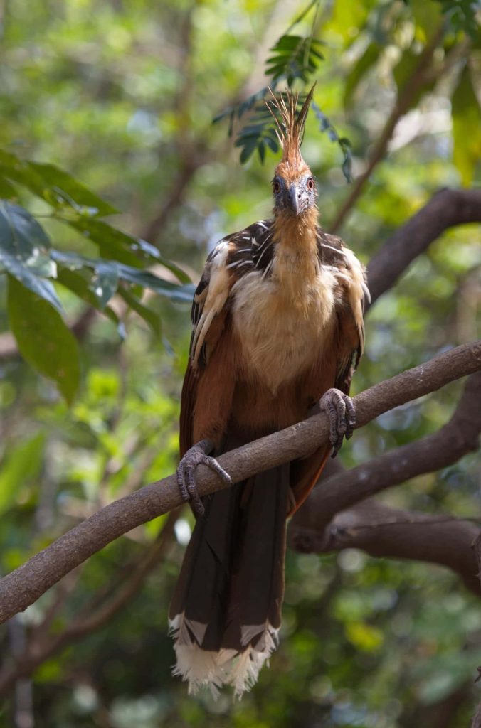 Realistic Hoatzin bird with spiky crest and blue face on branch in lush rainforest wallpaper