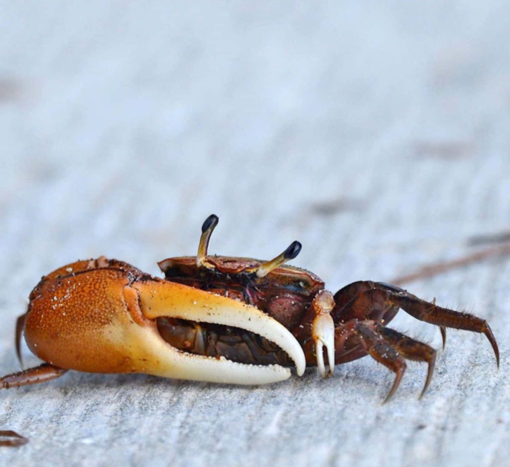Male fiddler crab with large orange claw on light sand sharp macro wildlife wallpaper background