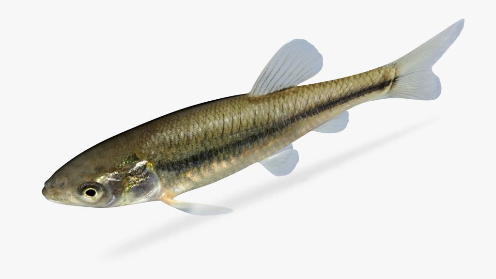 Studio-quality sharp image of fathead minnow with dark lateral stripe on white background Wallpaper
