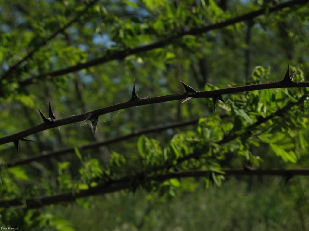 Close-up of thorny branch with vibrant green leaves detailed in natural light wallpaper background