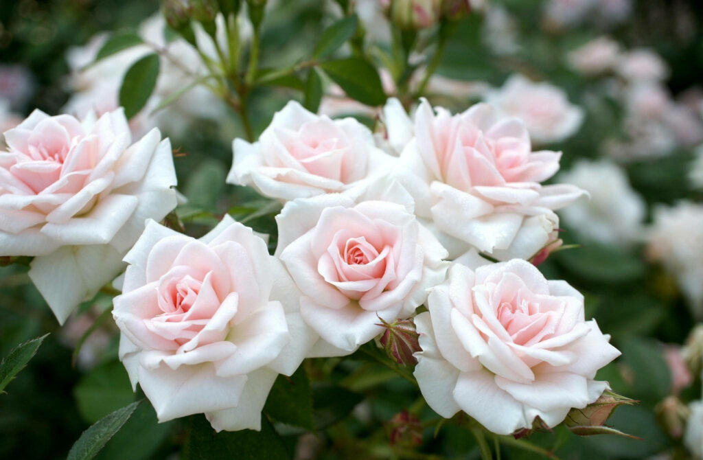 Delicate pale pink and white roses in soft natural light with blurred green background floral wallpaper