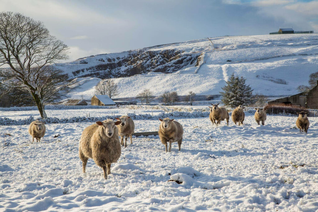 Winter Woolies: Sheep Find Serenity Amongst Snow-Capped Peaks Wallpaper