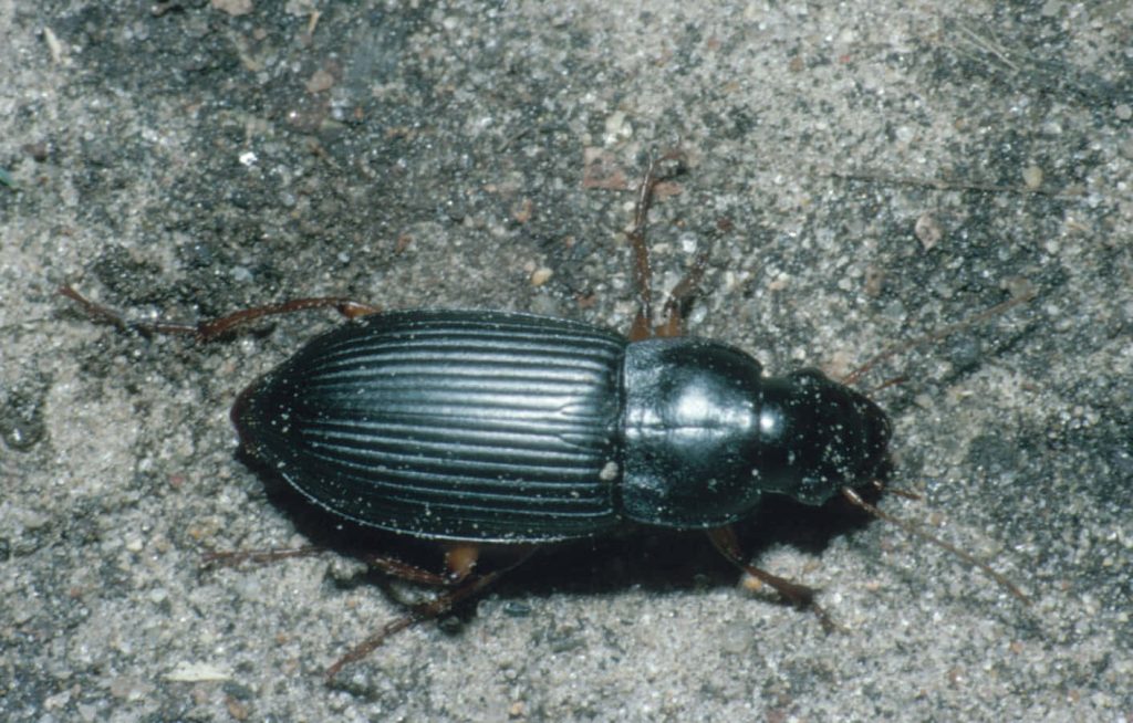 Shiny black ground beetle on textured concrete close-up macro nature wallpaper background