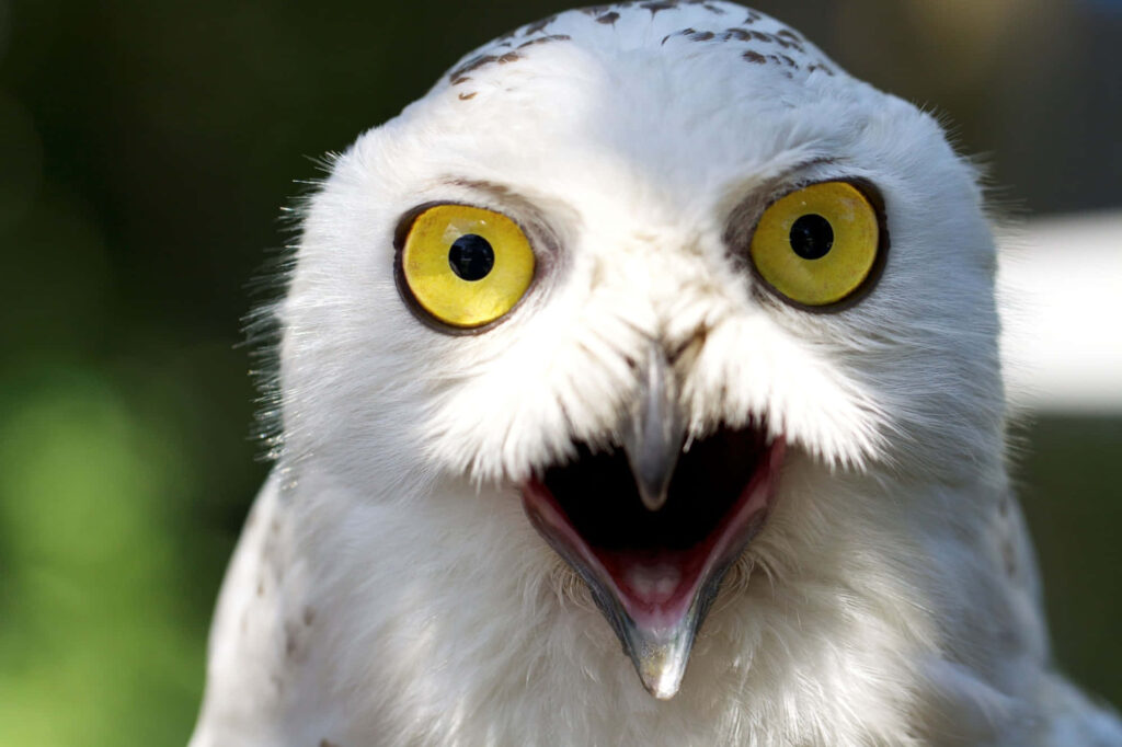Snow-White Owl with Bright Eyes: Comically Shocked Expression Wallpaper