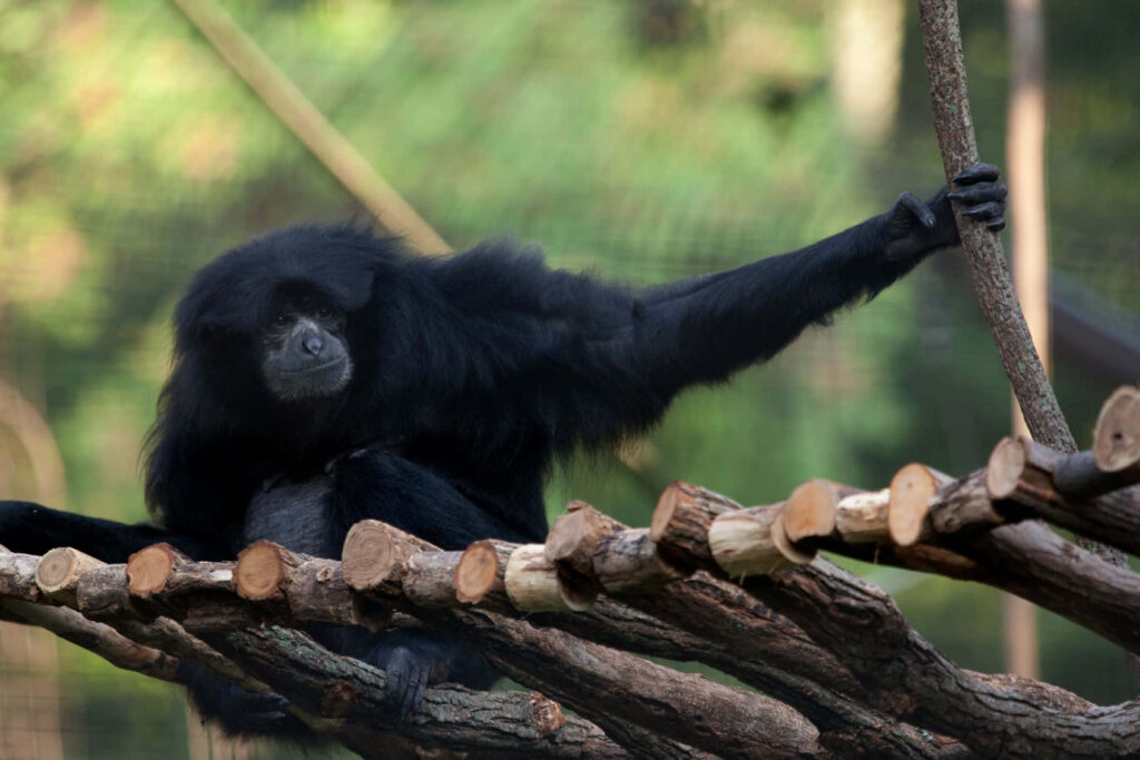 Spectacular Siamang Silhouette: A Captivating Zoological Desktop Delight Wallpaper