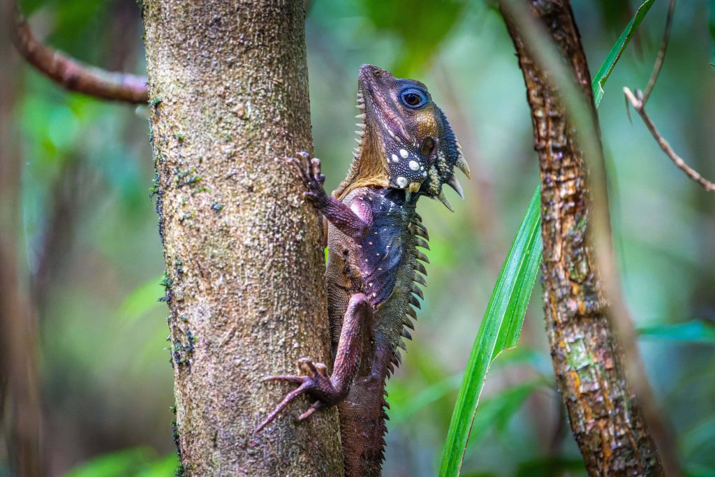 Siamese Mountain Dragon lizard climbing tree vibrant spiny reptile rainforest macro photo wallpaper