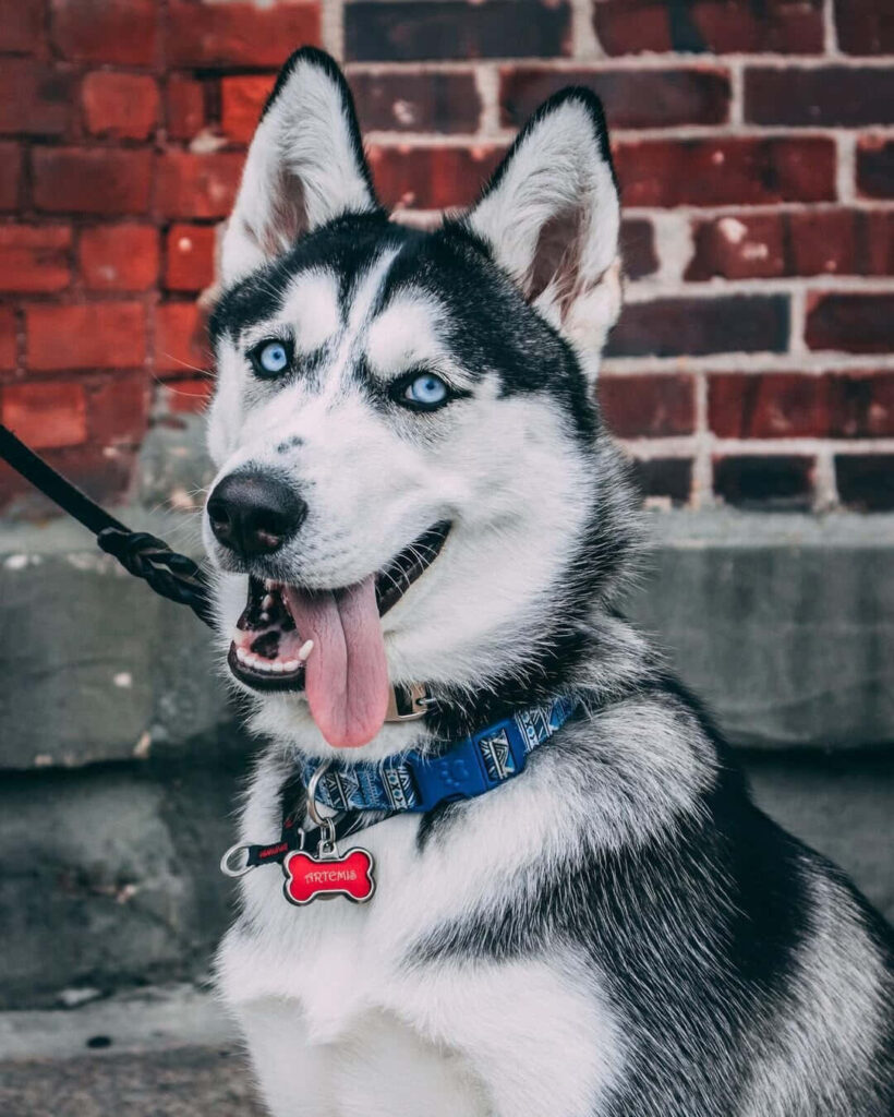 Vibrant Siberian Husky with Blue Eyes Against Rustic Brick Wall Wallpaper