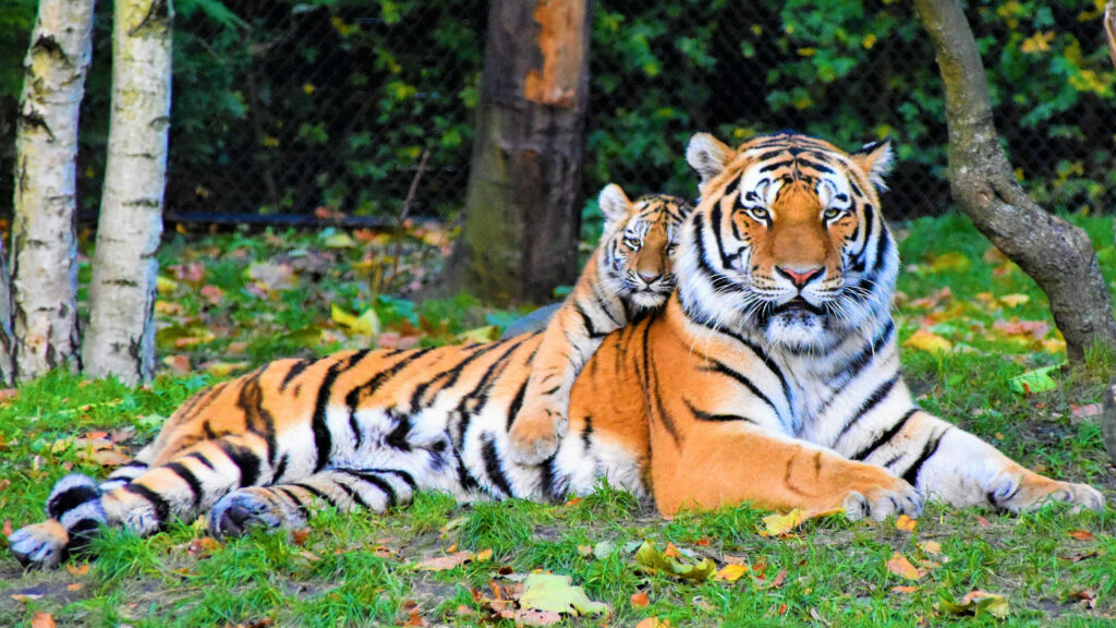 Charming Siberian Tiger and Cub Wallpaper in Lush Autumn Setting