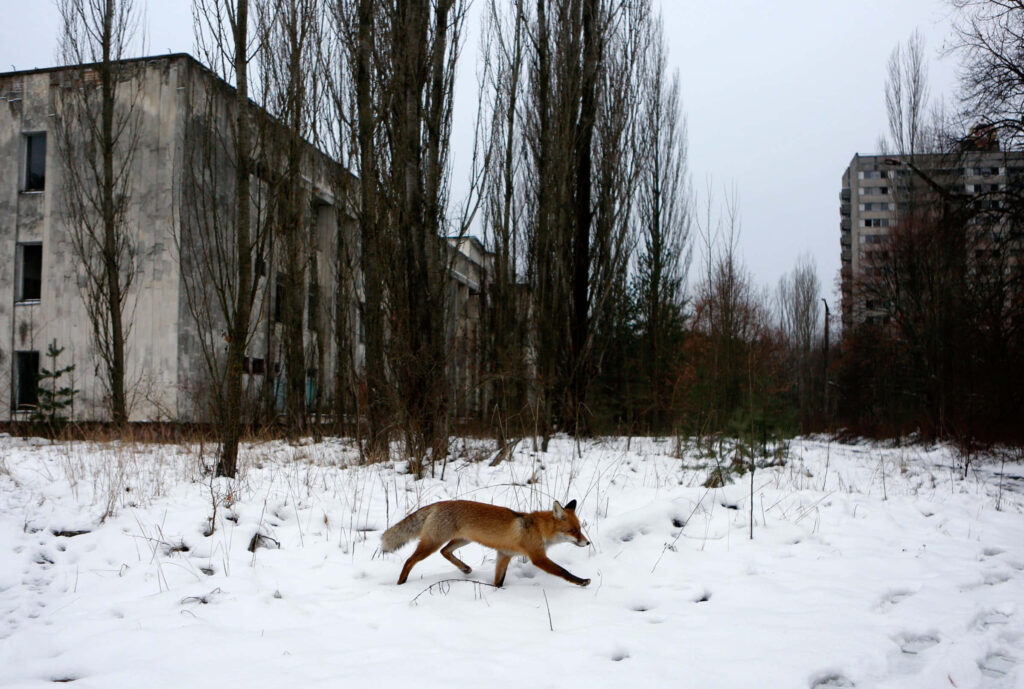 Fox walking through snowy Chernobyl exclusion zone with bare trees and abandoned buildings winter Wallpaper