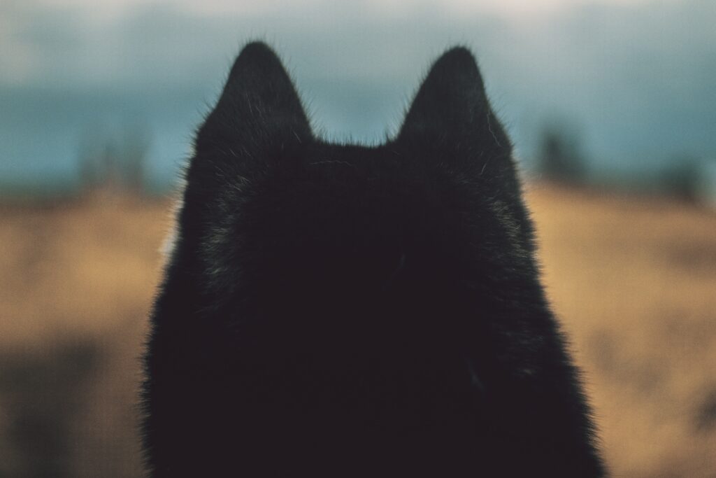 Serene Dog Silhouette Wallpaper: Prominent Ears & Furry Detail
