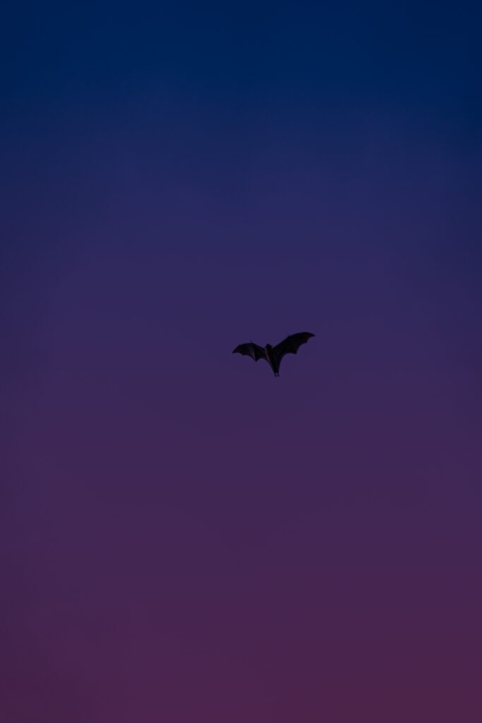 Silhouetted Bat in Flight Against Gradient Purple-Blue Sky Wallpaper