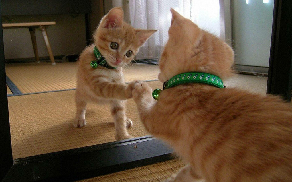 Amusing Feline Entertainment: Adorable Cat Amused by its Reflection - Whimsical Kitty Desktop Wallpaper