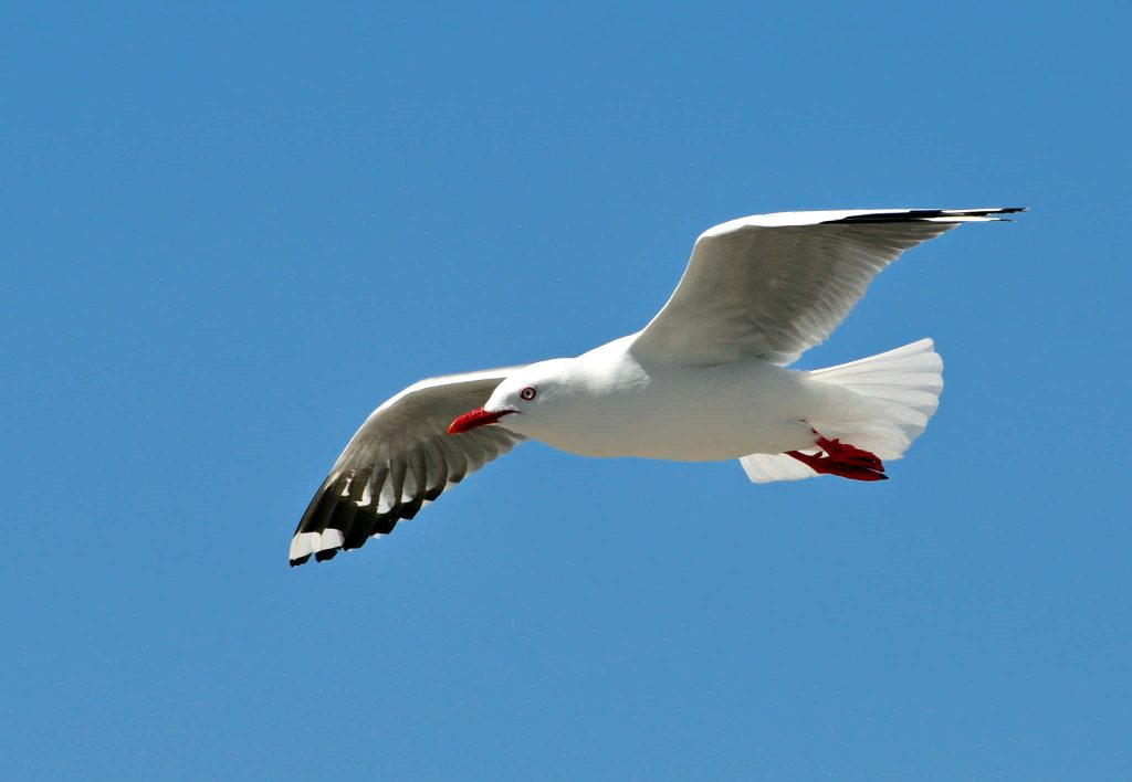 Silver Gull soaring in clear blue sky with white feathers black wingtips and red beak feet Wallpaper