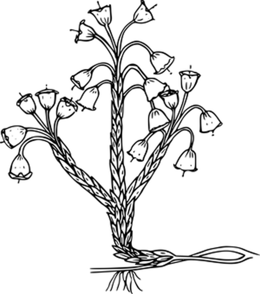 Simple Black Background Image - Ideal Placeholder for Designs Wallpaper