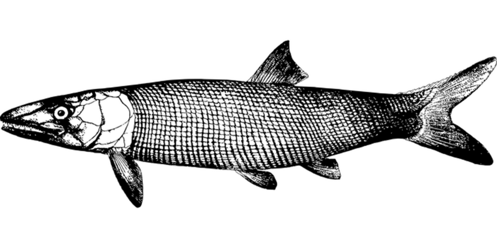 Black Screen Placeholder for Testing & Digital Design Background Wallpaper