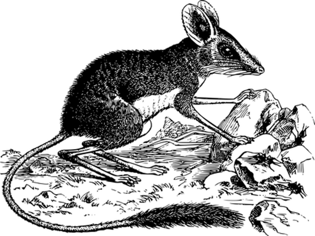 Solid Black Background Template for Versatile Design Use Wallpaper