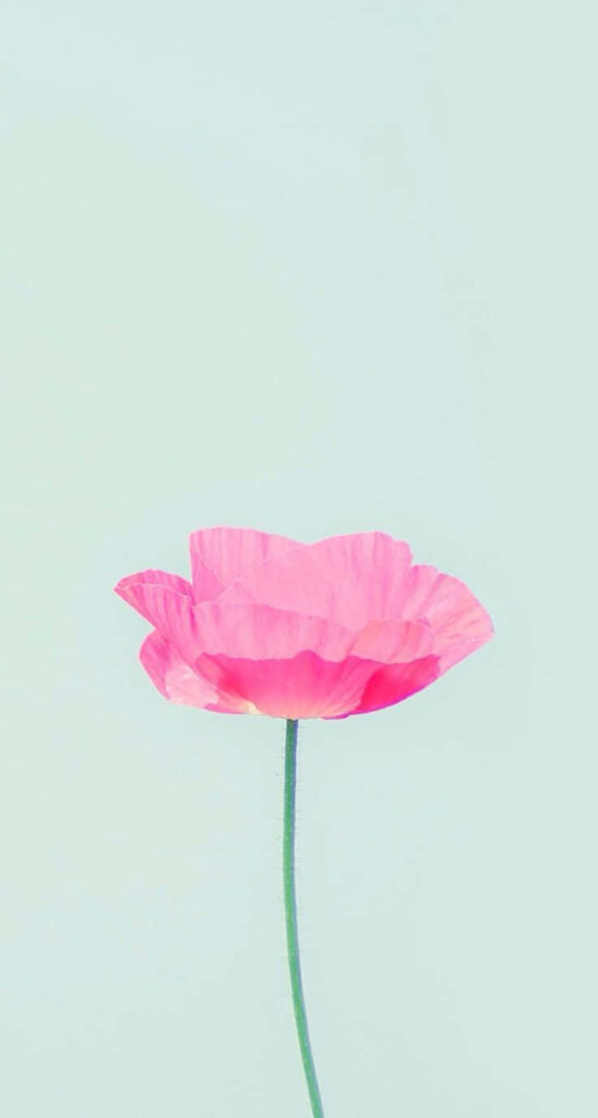 Cute Pink Flower Wallpaper on Teal Background