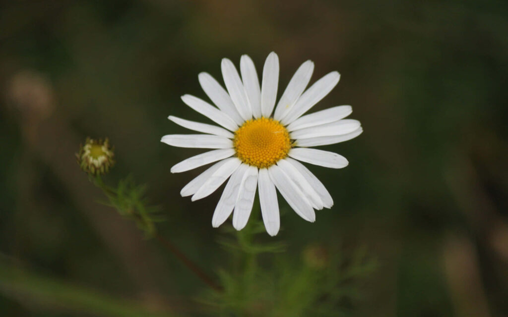 Centered Daisy Wallpaper: Simple Beauty on Soft Green Background