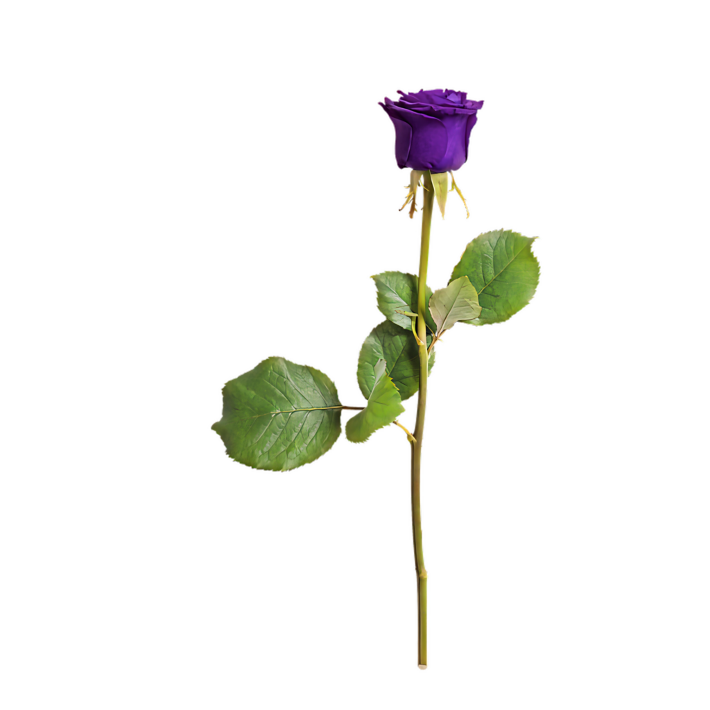 Vibrant Purple Rose Wallpaper on Transparent Background