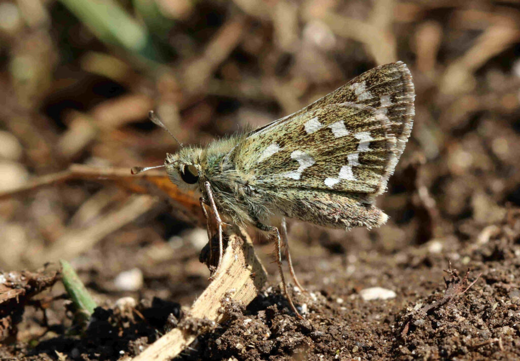 Skipper Butterfly Close-Up: Intricate Patterns & Earthy Wallpaper