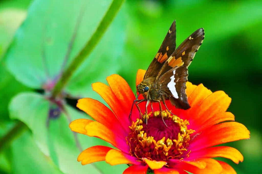 Skipper Butterfly on Vibrant Flower - Nature Wallpaper Background