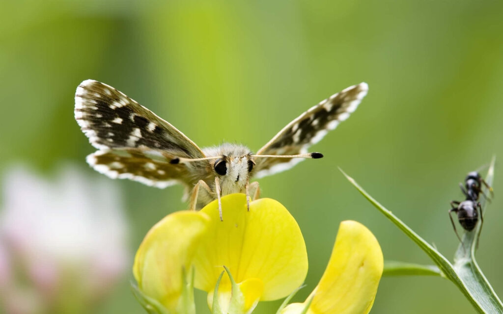 Skipper Butterfly on Vibrant Yellow Flower - Serene Nature Wallpaper