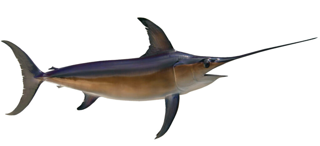 Sleek 3D Silver Swordfish Model for Aquatic-Themed Wallpaper