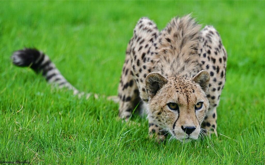 Cheetah Hunting Pose Wallpaper: Graceful Big Cat in Lush Green Grass