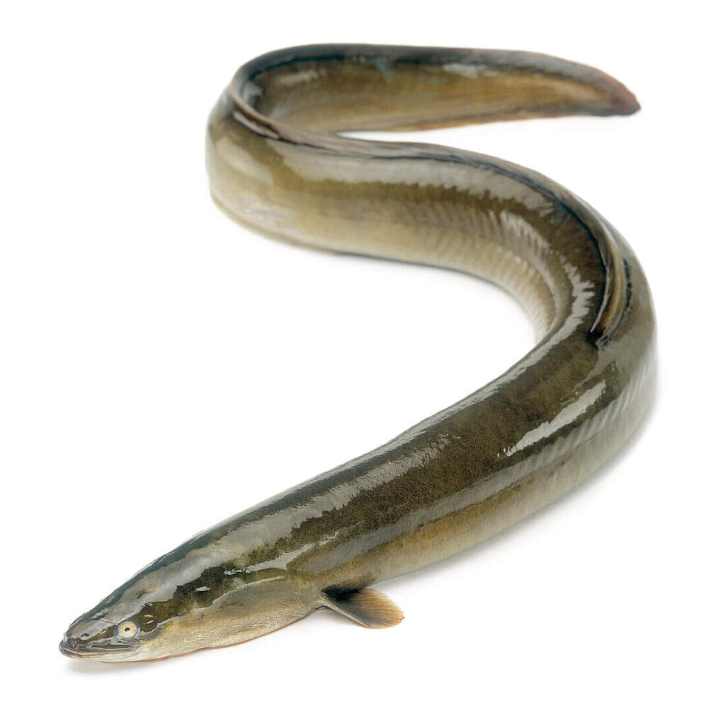 Conger eel on white background showcasing sleek body glossy skin detailed marine texture wallpaper