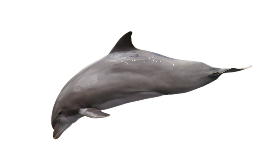 Dolphin Gliding Through Shadowy Waters: A Serene Ocean Moment Wallpaper