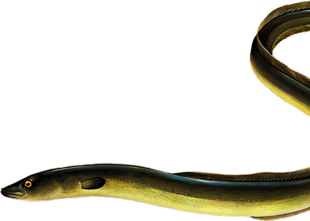 Elegant Swimming Eel Wallpaper on Transparent Background