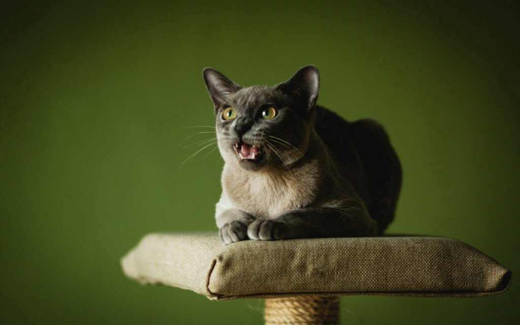 Gray Cat Mid-Meow on Scratching Post with Green Background Wallpaper