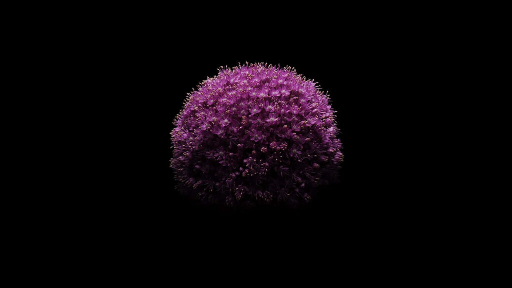 Purple Flower in Dark Background Wallpaper