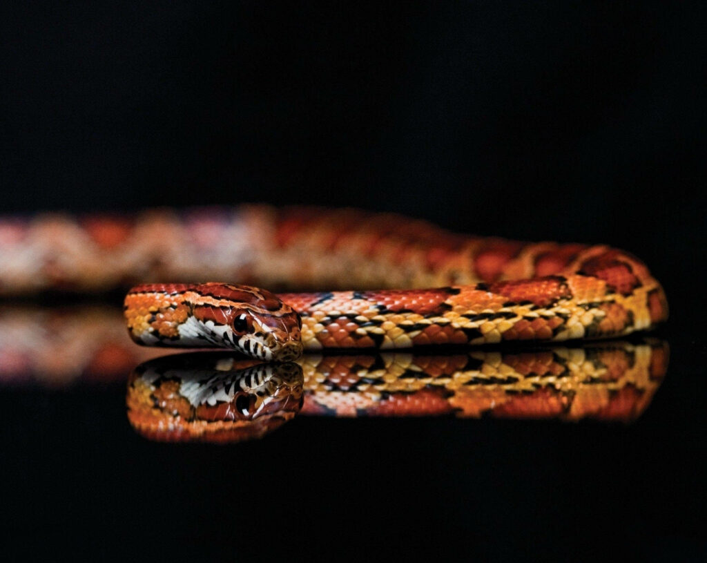 Reflective Serpentine Splendor: Corn Snake Wallpaper