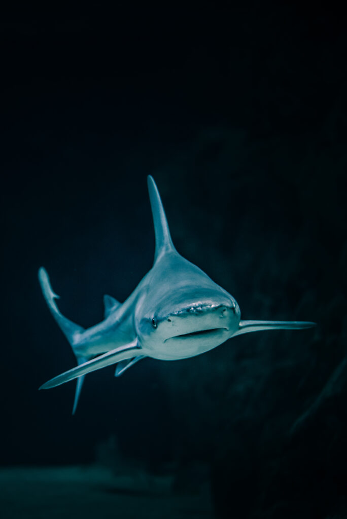 High-Res Shark Wallpaper: Sleek Predator in Dark Aquarium Background