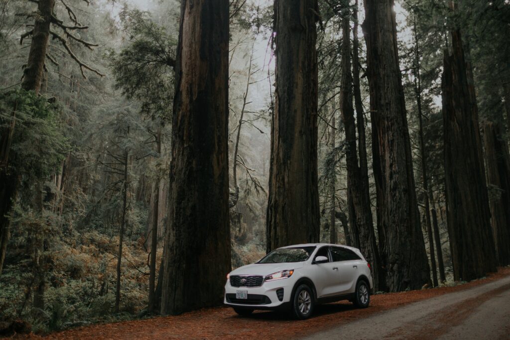 Sleek White SUV in Serene Forest - Elegant Side View Wallpaper