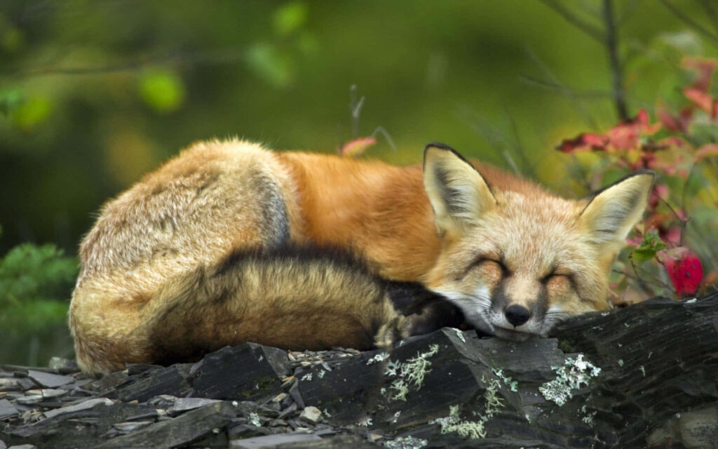 Serenity in Stone: Captivating Wallpaper of a Cool Fox Sleeping