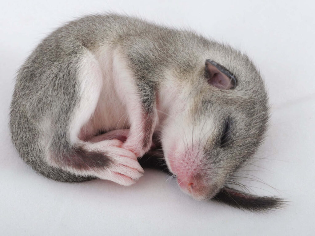 Close-up of a sleeping dormouse with soft grey fur and delicate pink paws on white background Wallpaper