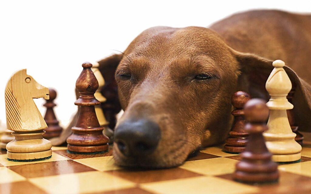 Sleepy Dachshund Among Chess Pieces: A Serene Moment of Curiosity Wallpaper