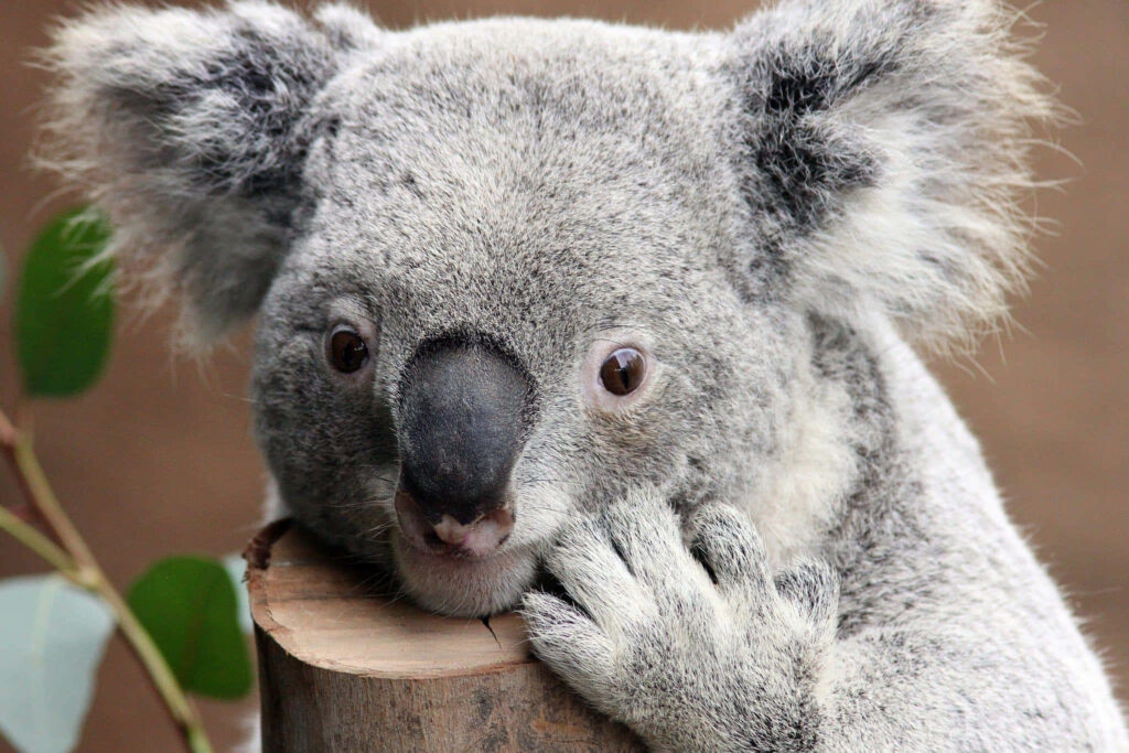 Serene Sleepy Koala on Tree: Adorable Gray Fur and Rustic Bark Wallpaper