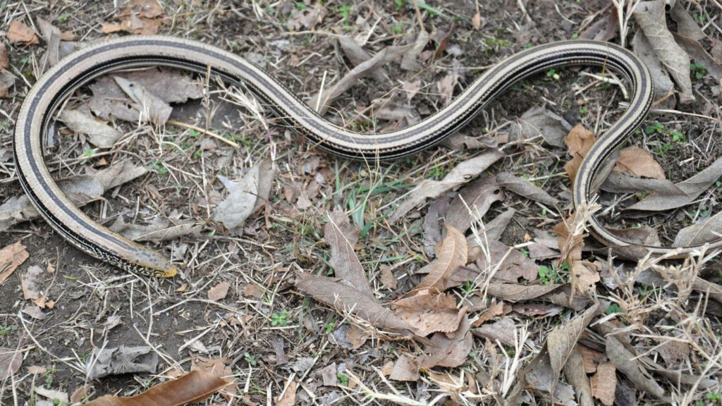 Camouflaged Glass Lizard Among Dry Leaves - Nature Wallpaper