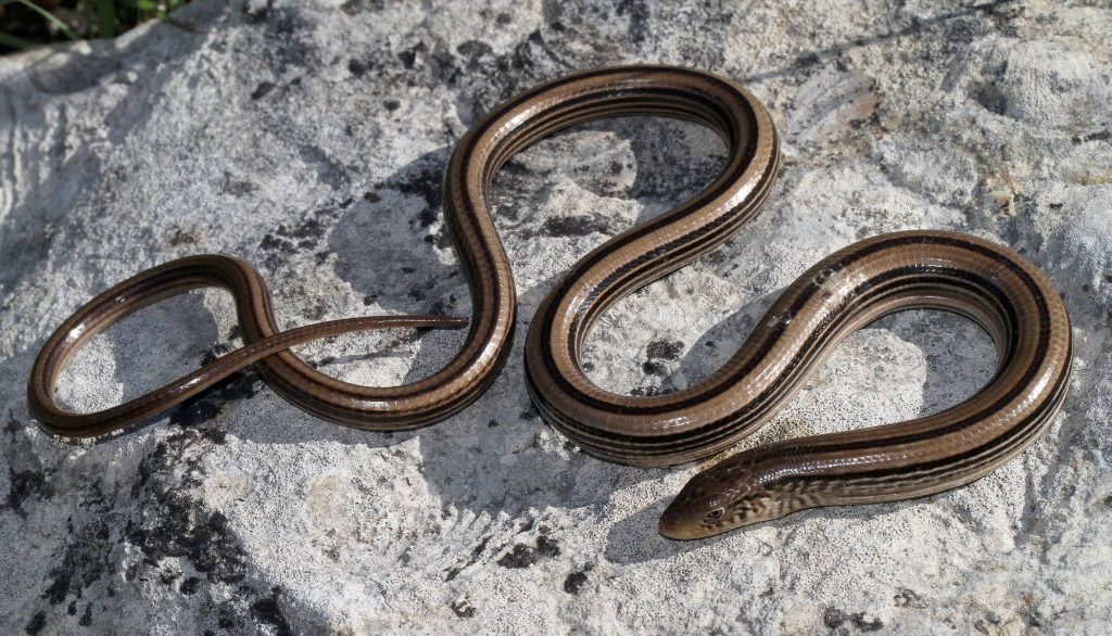 Slender Glass Lizard with dark stripes curled on rough grey rock in bright sunlight wallpaper