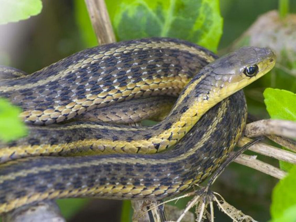 Stunning Eastern Garter Snake Amidst Lush Green Leaves - Wallpaper