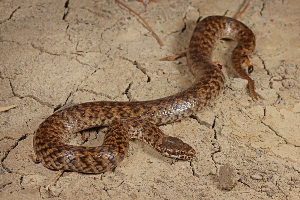 Dancing in Dried Mud: Captivating Brown-patterned Scales of the Mud Snake Unleashed Wallpaper