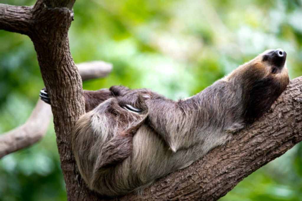 Relaxing Sloth Wallpaper: Humor in a Serene Forest Setting
