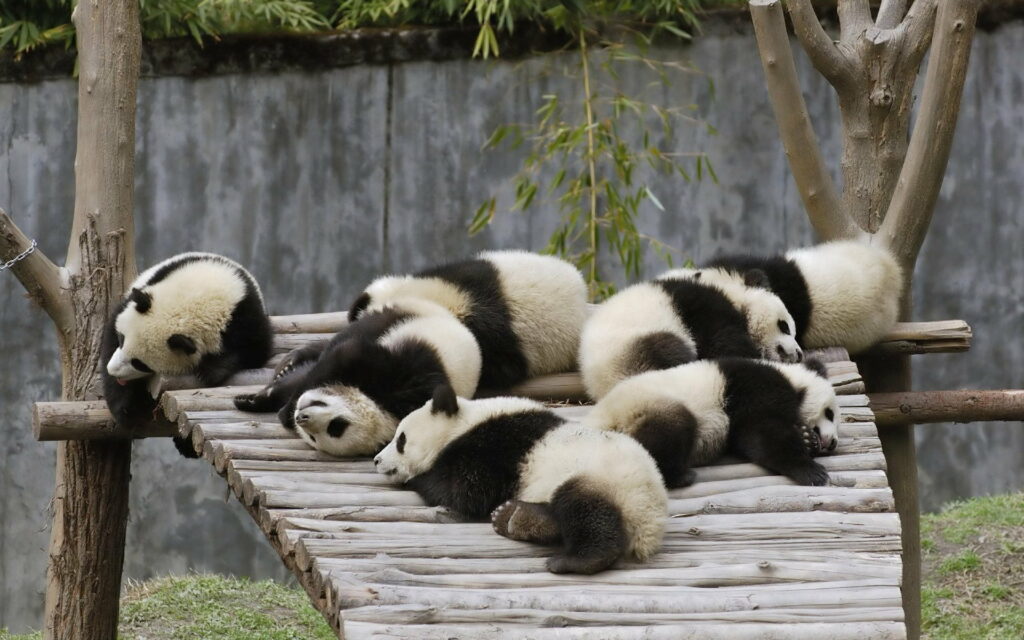 Panda Slumber: A Peaceful Pack of Slumbering Pandas in a Zoological Paradise Wallpaper