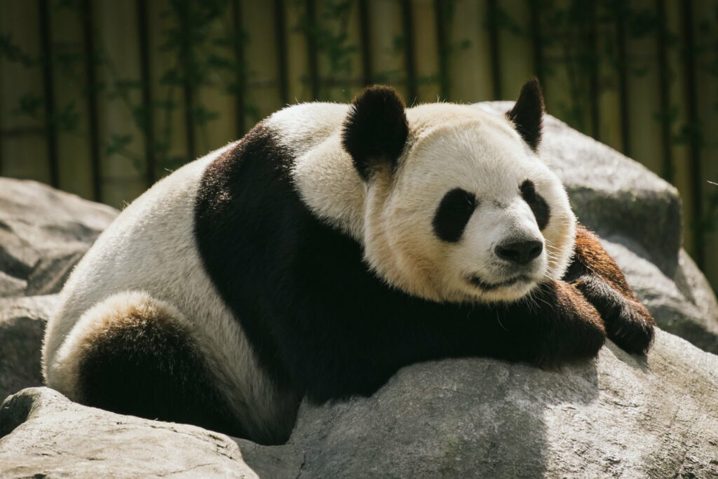 Panda Power Nap: Majestic Animal Resting in QHD Wallpaper Background